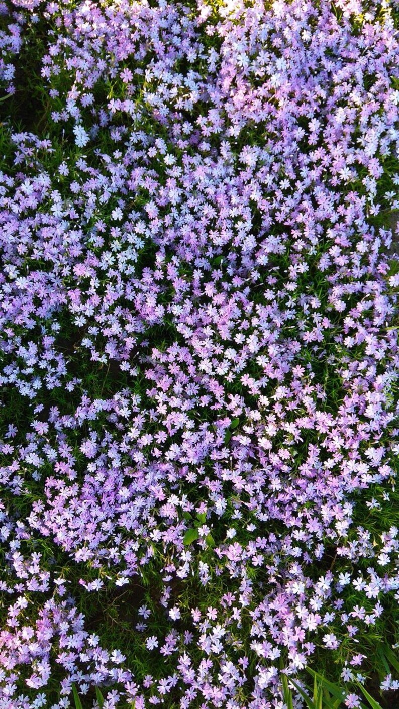 May include: A dense carpet of small, five-petaled light purple and lavender flowers with bright green foliage visible underneath. The blossoms are tightly packed together, creating a continuous, vibrant floral texture across the entire frame.