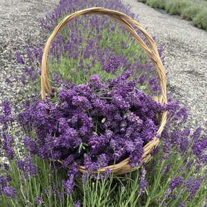 May include: A woven light brown wicker basket filled with a large bunch of vibrant purple lavender flowers. The basket is positioned directly within a field of lavender plants, with rows of purple blooms extending into the distance on gravel.