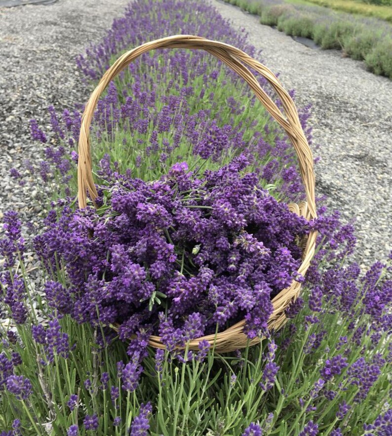 May include: A woven light brown wicker basket filled with a large bunch of vibrant purple lavender flowers. The basket is positioned directly within a field of lavender plants, with rows of purple blooms extending into the distance on gravel.