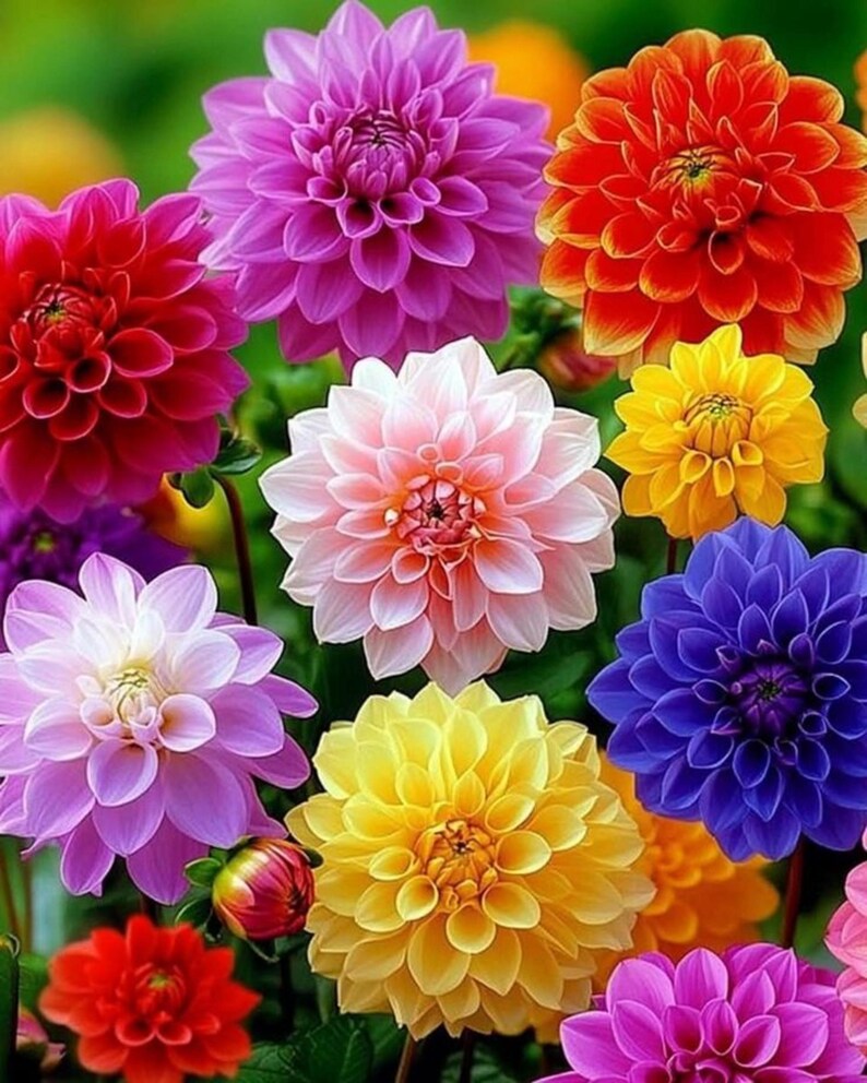 Puede incluir: Una vibrante colecci&oacute;n de flores de dalia en varios colores, incluyendo morado, naranja, rojo, amarillo, rosa y azul. Cada flor presenta p&eacute;talos densos y superpuestos dispuestos en un patr&oacute;n circular sim&eacute;trico, mostrando una exhibici&oacute;n floral.