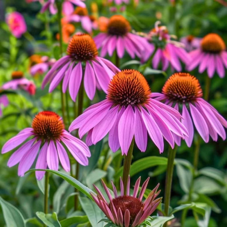 Op de afbeelding: Een groep zonnehoeden met opvallende, verhoogde, oranjebruine centrale kegels omringd door hangende, levendige roze-paarse bloemblaadjes. De bloemen worden ondersteund door slanke groene stelen en staan tegen een zachte, wazige groene achtergrond.