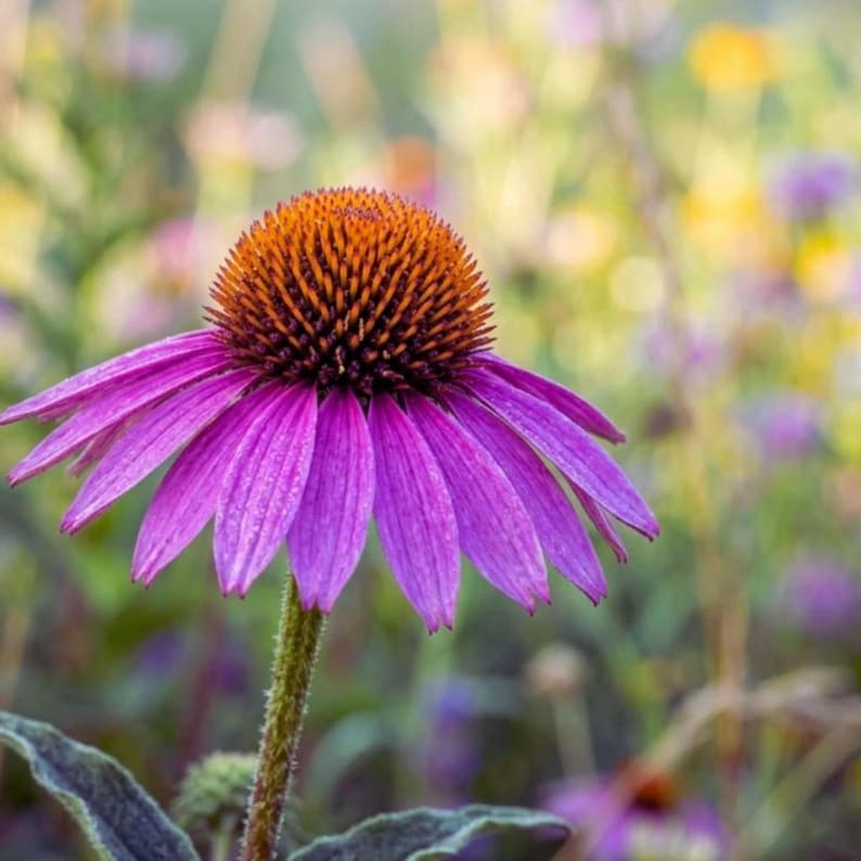 Op de afbeelding: Een zonnehoed met een opvallende, verhoogde, oranjebruine centrale kegel omringd door hangende, levendige paarse bloemblaadjes. De bloem staat op een slanke, groene, getextureerde stengel met zichtbare groene bladeren aan de basis van de plant.