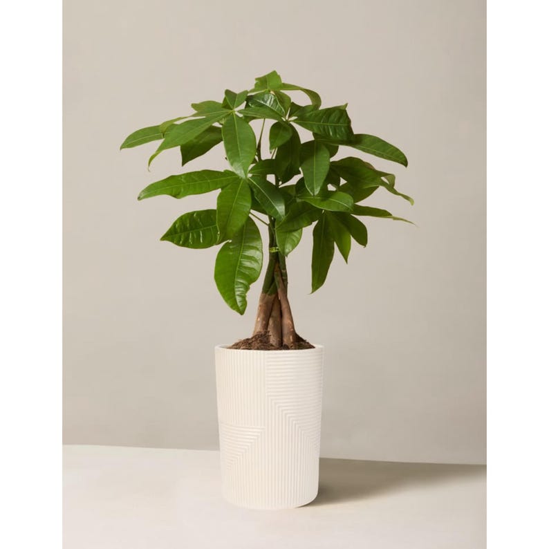 Peut inclure: Une plante Pachira aquatica avec des feuilles palm&eacute;es vert brillant et un tronc tress&eacute; marron. La plante est plac&eacute;e dans un pot cylindrique blanc orn&eacute; d'un motif g&eacute;om&eacute;trique textur&eacute; compos&eacute; de lignes horizontales et verticales.