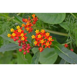 May include: A cluster of Asclepias curassavica flowers featuring bright red petals and yellow centres, accompanied by small, round, reddish-orange flower buds. The plant has elongated green leaves and thin, feathery foliage in the background.