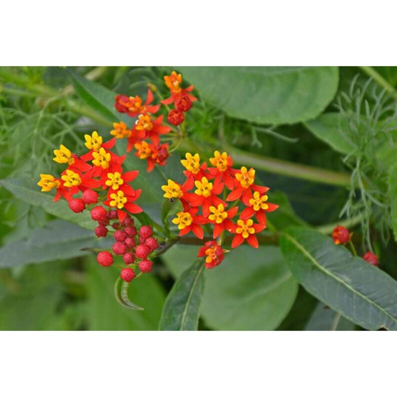 May include: A cluster of Asclepias curassavica flowers featuring bright red petals and yellow centres, accompanied by small, round, reddish-orange flower buds. The plant has elongated green leaves and thin, feathery foliage in the background.