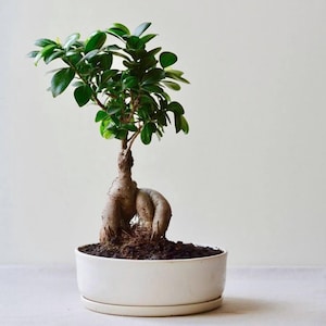 May include: A Ficus ginseng bonsai tree with a thick, bulbous, light brown trunk and glossy, dark green oval leaves. The plant is potted in a round, white ceramic container filled with dark soil, resting on a matching white saucer base.