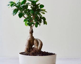 Live Ginseng Grafted Ficus Bonsai - 6 Year Mature Indoor Plant for Home and Office Decor