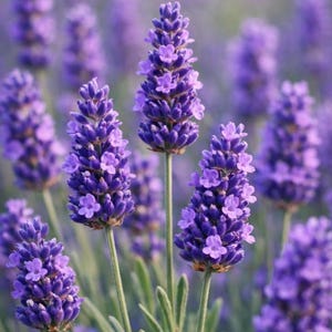 May include: A cluster of vibrant purple lavender flowers with slender green stems and small, narrow leaves. The flower spikes are densely packed with tiny, individual blossoms, showcasing a rich violet hue that transitions to lighter shades.