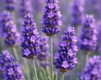 Lavendelsamenmischung, alte Sorten violetter Stauden für Bauerngärten, Beete und Kübel