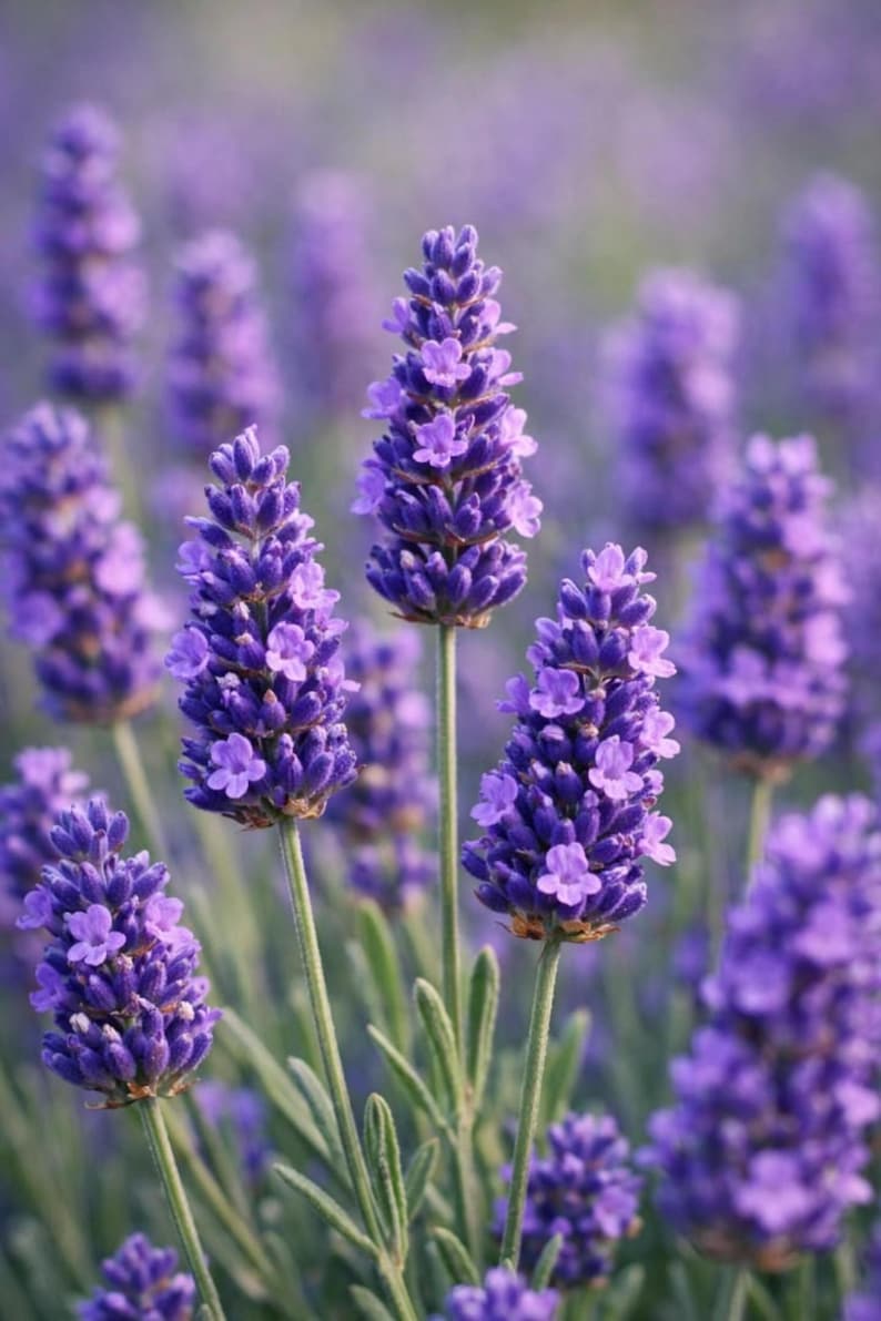 May include: A cluster of vibrant purple lavender flowers with slender green stems and small, narrow leaves. The flower spikes are densely packed with tiny, individual blossoms, showcasing a rich violet hue that transitions to lighter shades.