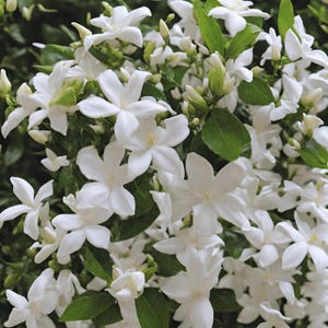 Puede incluir: Un denso grupo de flores de jazm&iacute;n blancas en forma de estrella en plena floraci&oacute;n, con cinco p&eacute;talos delicados por flor. Las flores se intercalan con peque&ntilde;as hojas verdes puntiagudas y capullos cerrados, creando una exhibici&oacute;n bot&aacute;nica exuberante y texturizada.