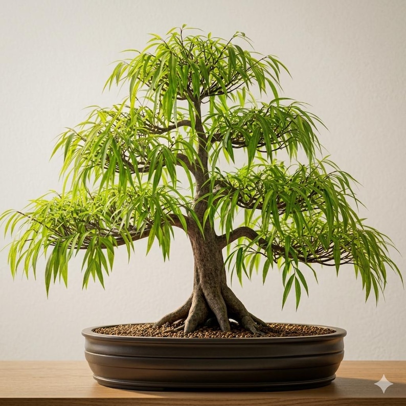May include: A bonsai tree with a thick, textured brown trunk and exposed roots, featuring numerous branches covered in vibrant, slender, light green leaves. The tree is planted in a wide, shallow, dark brown ceramic pot filled with small pebbles.