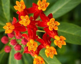 Seidenpflanzen-Blutblumensamen, leuchtende Asclepias-Blüten für bestäuberfreundliche Gärten, Beete und Landhausgärten