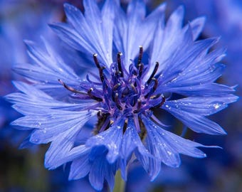 Samen der Blauen Kornblume, alte Kornblumensorten für Wildblumenwiesen, Bauerngärten und Schnittblumen