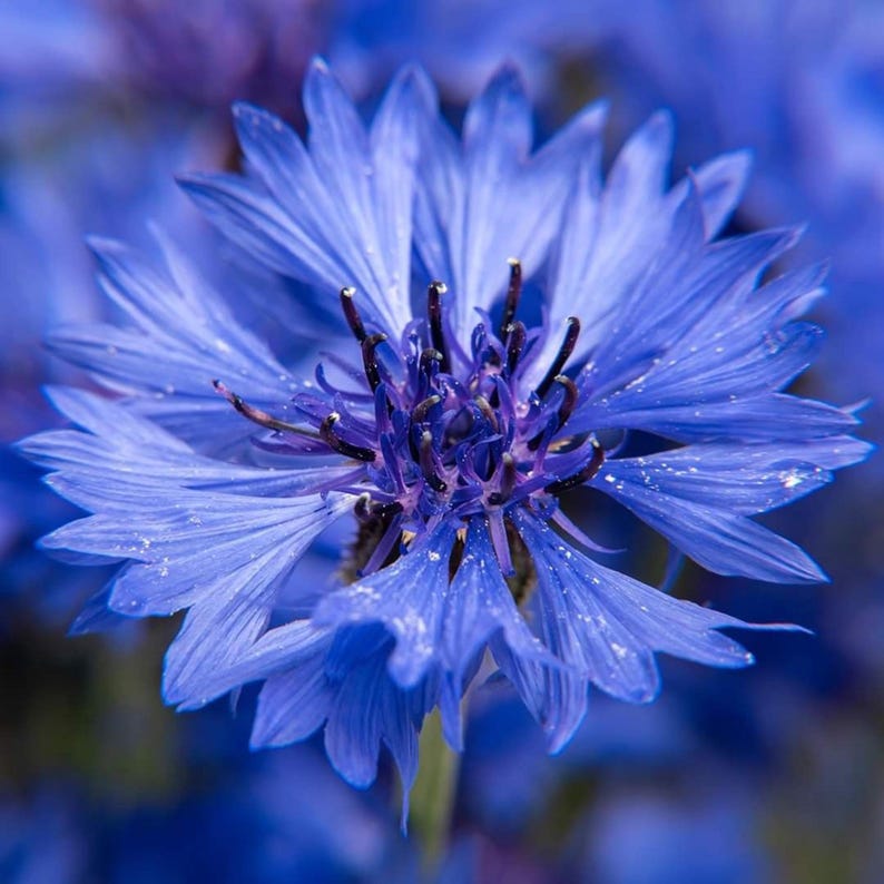 May include: A vibrant cornflower featuring numerous elongated, pointed petals in a deep blue hue. The center of the flower displays a complex arrangement of dark purple and black stamens, creating a striking contrast against the bright blue petals.