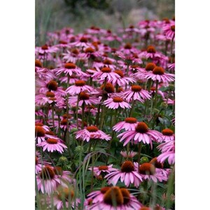 Op de afbeelding: Een dicht veld met zonnehoeden met levendige roze-paarse bloemblaadjes die uitstralen vanuit prominente, verhoogde, donker oranjebruine centra. De bloemen worden ondersteund door slanke groene stengels, wat zorgt voor een textuurrijk bloemendisplay.