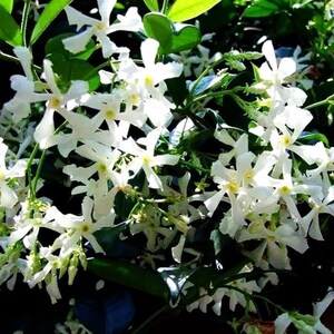 Puede incluir: Un racimo de flores de jazm&iacute;n blancas en forma de estrella con centros amarillos, sobre un fondo de hojas de color verde oscuro, brillantes y ovaladas. Las delicadas flores de m&uacute;ltiples p&eacute;talos est&aacute;n densamente agrupadas.