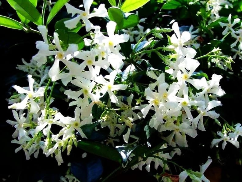 Puede incluir: Un racimo de flores de jazm&iacute;n blancas en forma de estrella con centros amarillos, sobre un fondo de hojas de color verde oscuro, brillantes y ovaladas. Las delicadas flores de m&uacute;ltiples p&eacute;talos est&aacute;n densamente agrupadas.
