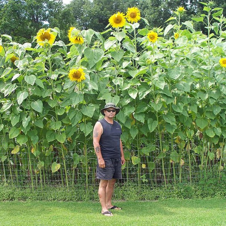 Pu&ograve; includere: Una persona che indossa una canottiera scura, pantaloncini scuri, un cappello da pescatore e occhiali da sole, in piedi davanti a una fila di alti girasoli giallo brillante con grandi foglie verdi e steli spessi dietro una recinzione.