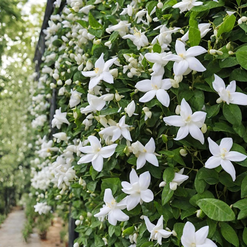 Puede incluir: Una densa pared vertical de jazm&iacute;n estrellado con numerosas flores blancas peque&ntilde;as de cinco p&eacute;talos y hojas ovaladas de color verde vibrante. La planta trepadora est&aacute; cubierta de flores abiertas y peque&ntilde;os capullos blancos cerrados.