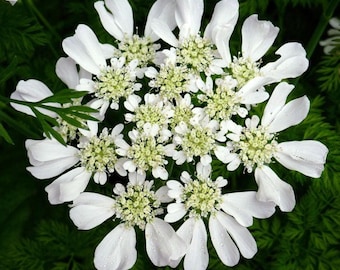 Orlaya Grandiflora Samen, Weiße Minoische Spitzenblumen für Bauerngärten, Beete & Schnittsträuße