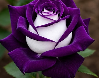Purple White Rose Seeds, Heirloom Flowers for Cottage Gardens, Borders, Cut Bouquets