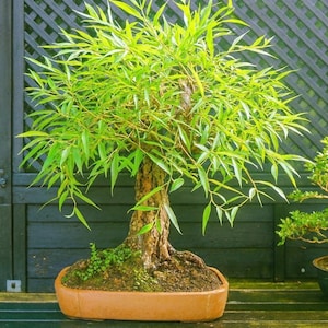 May include: A willow bonsai tree with a thick, textured brown trunk and vibrant, slender green leaves. The tree is planted in a shallow, rectangular terracotta-colored ceramic pot filled with dark soil and small patches of green moss.