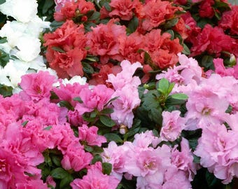 Azaleensamen in verschiedenen Farben, Rhododendron Bakeri Cumberland, alte Sorten für Garten, Beete und Kübel