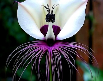 White Bat Flower Seeds, Rare Tropical Blooms for Conservatories, Greenhouses & Indoor Collections
