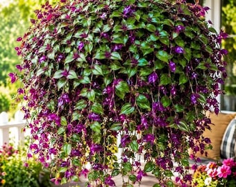 Boutures de Misère Améthyste, Tradescantia panachée, plante d'intérieur vivante