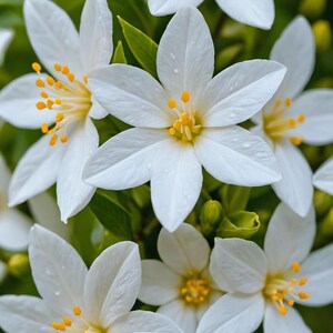 Puede incluir: Un grupo de flores blancas con cinco p&eacute;talos puntiagudos y centros de color amarillo brillante. Las flores presentan texturas delicadas y peque&ntilde;as gotas de agua en la superficie, rodeadas de hojas de color verde vivo al aire libre.