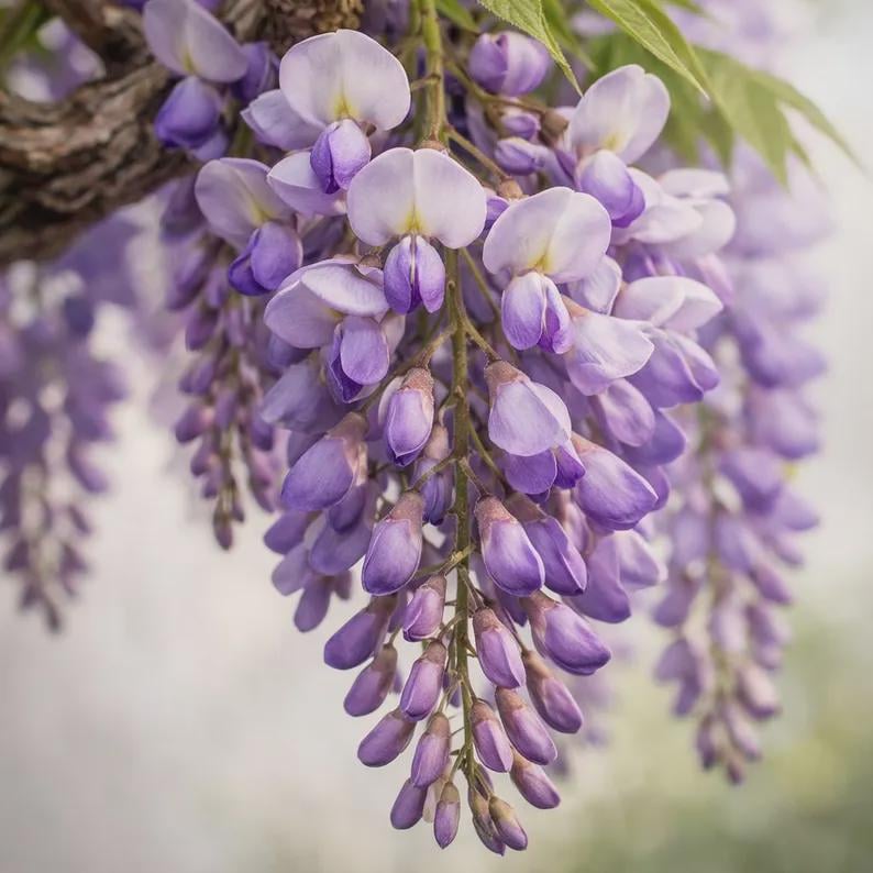 May include: A cluster of wisteria flowers hanging from a woody branch. The blossoms are shades of light purple and lavender with small yellow centers. The petals are arranged in a dense, cascading raceme formation with green leaves visible at the top.