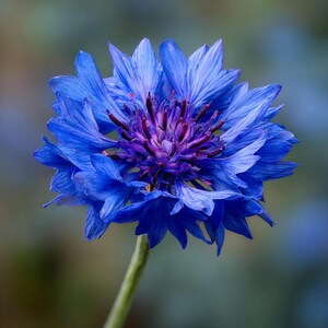 May include: A vibrant cornflower with multiple layers of bright blue petals radiating from a dark purple and deep blue center. The flower is supported by a slender, light green stem, showcasing a complex, symmetrical bloom with pointed petal tips.