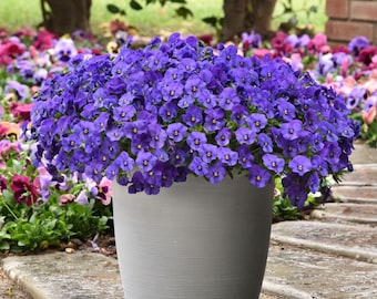 Easy Wave Blue Petuniensamen, duftende Blumen für Hängeampeln, Kübel und Bauerngärten
