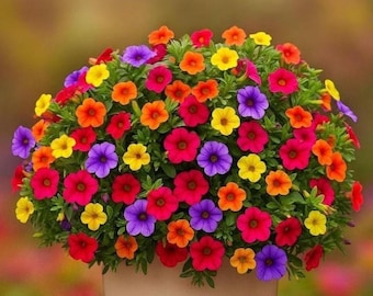 Regenbogen-Petuniensamen, gemischtfarbige großblütige Blumen für Bauerngärten, Beete und Kübel