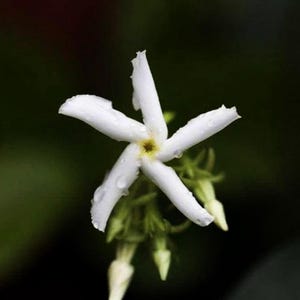 Puede incluir: Una flor de jazm&iacute;n blanca en forma de estrella con cinco p&eacute;talos alargados y un peque&ntilde;o centro amarillo. Los p&eacute;talos est&aacute;n cubiertos de diminutas gotas de agua y se ven varios capullos verdes cerrados en la base de la flor.
