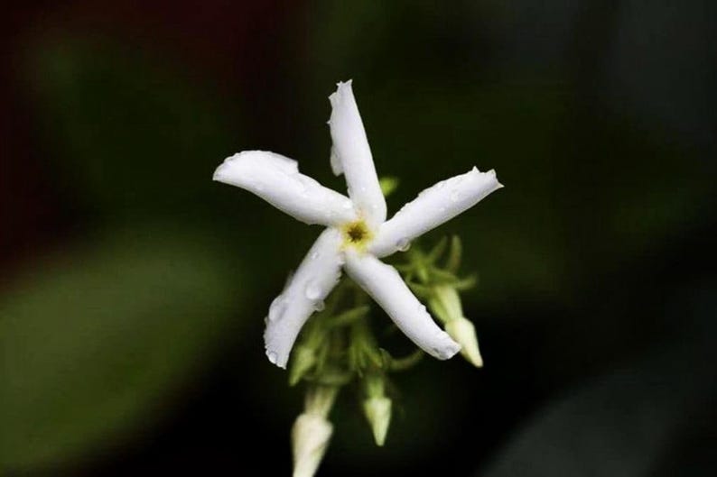 Puede incluir: Una flor de jazm&iacute;n blanca en forma de estrella con cinco p&eacute;talos alargados y un peque&ntilde;o centro amarillo. Los p&eacute;talos est&aacute;n cubiertos de diminutas gotas de agua y se ven varios capullos verdes cerrados en la base de la flor.