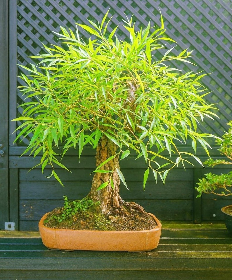 May include: A willow bonsai tree with vibrant green, slender, lance-shaped leaves and a textured, thick brown trunk. The tree is planted in a shallow, rectangular, terracotta-colored ceramic pot filled with dark soil and small patches of moss.