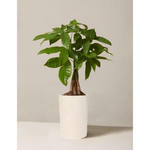 Peut inclure: Une plante Pachira aquatica avec des feuilles palm&eacute;es vert brillant et un tronc tress&eacute; marron. La plante est plac&eacute;e dans un pot cylindrique blanc orn&eacute; d'un motif g&eacute;om&eacute;trique textur&eacute; compos&eacute; de lignes horizontales et verticales.