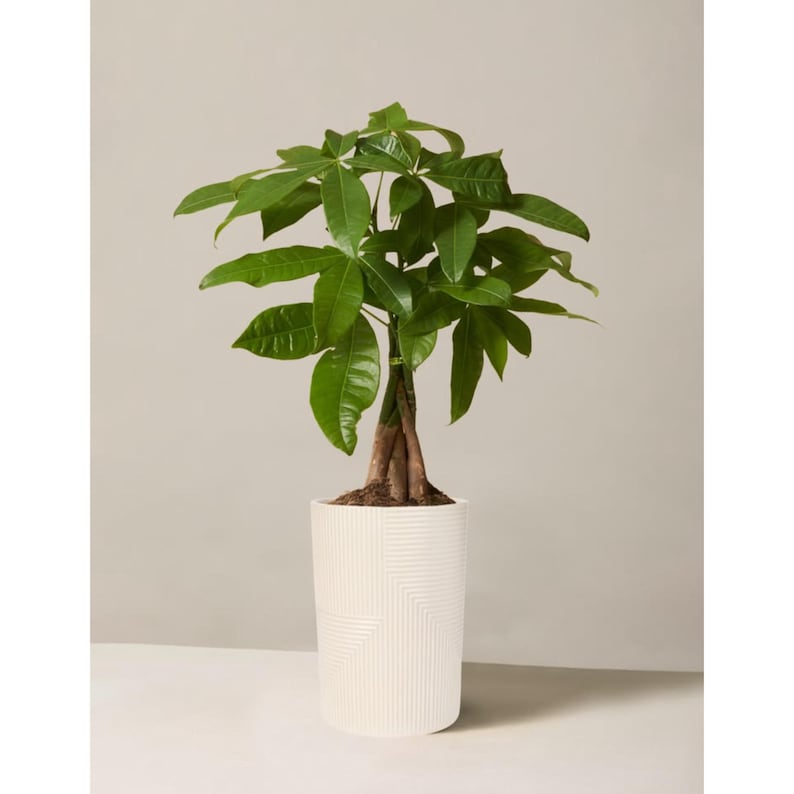 Peut inclure: Une plante Pachira aquatica avec des feuilles palm&eacute;es vert brillant et un tronc tress&eacute; marron. La plante est plac&eacute;e dans un pot cylindrique blanc orn&eacute; d'un motif g&eacute;om&eacute;trique textur&eacute; compos&eacute; de lignes horizontales et verticales.