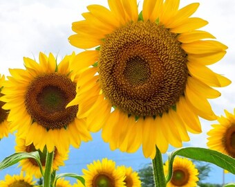 Riesensonnenblumensamen | Riesige, traditionelle Sorte | Gartenblüher | Gentechnikfrei