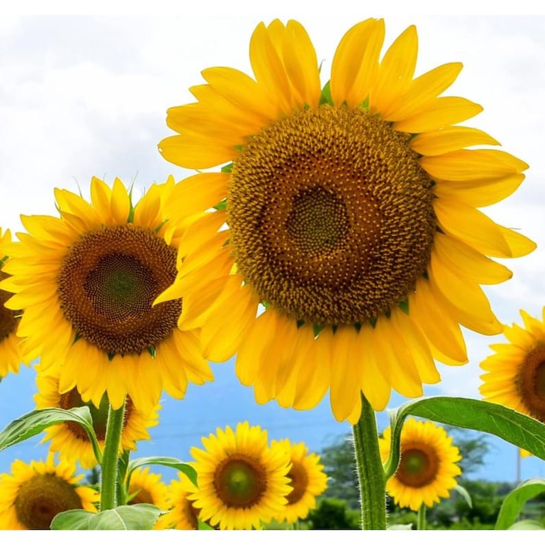 Pu&ograve; includere: Un gruppo di girasoli giallo brillante con grandi centri marroni strutturati e steli verdi. I fiori sono in piena fioritura e mostrano vivaci petali gialli disposti in un motivo circolare attorno ai dischi centrali scuri e ricchi di semi.