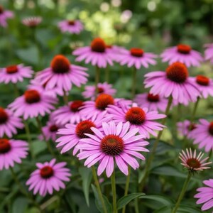 Op de afbeelding: Een groep zonnehoeden met levendige roze-paarse bloemblaadjes die uitstralen vanaf een prominente, verhoogde, donker oranjebruine centrale kegel. De bloemen staan tegen een zachte, onscherpe groene achtergrond van bladeren en stengels.