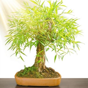 May include: A bonsai tree with a thick, textured brown trunk and vibrant green, slender leaves. The tree is planted in a rectangular, light brown ceramic pot filled with soil and small green moss patches, illuminated by a bright light source.