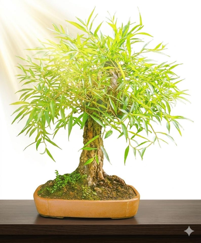 May include: A bonsai tree with a thick, textured brown trunk and vibrant green, slender leaves. The tree is planted in a rectangular, light brown ceramic pot filled with soil and small green moss patches, illuminated by a bright light source.