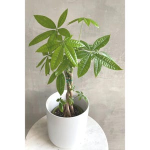 Peut inclure: Un arbre &agrave; monnaie avec un tronc tress&eacute; et des feuilles vert vif en forme de palme. La plante est plac&eacute;e dans un pot en c&eacute;ramique blanc, lisse et cylindrique. Les tiges sont maintenues par un petit lien vert pr&egrave;s du haut du tronc tress&eacute;.