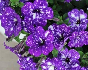 Petuniensamen „Nachthimmel“, Zwerg-Sternenblumen für Bauerngärten, Beete und Kübel