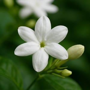 Puede incluir: Una flor de jazm&iacute;n blanca con siete p&eacute;talos y un centro verde p&aacute;lido, acompa&ntilde;ada de un capullo cerrado en un tallo verde. La flor est&aacute; situada en primer plano con una segunda flor blanca ligeramente desenfocada visible arriba.