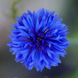 May include: A vibrant blue cornflower with numerous delicate, fringed petals radiating from a dark, intricate center. The flower displays a rich, saturated cobalt hue, with the petals layered densely to create a full, rounded, and textured appearance.