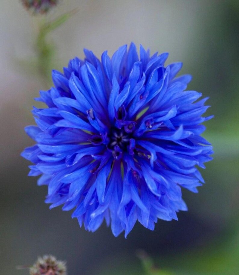 May include: A vibrant blue cornflower with numerous delicate, fringed petals radiating from a dark, intricate center. The flower displays a rich, saturated cobalt hue, with the petals layered densely to create a full, rounded, and textured appearance.